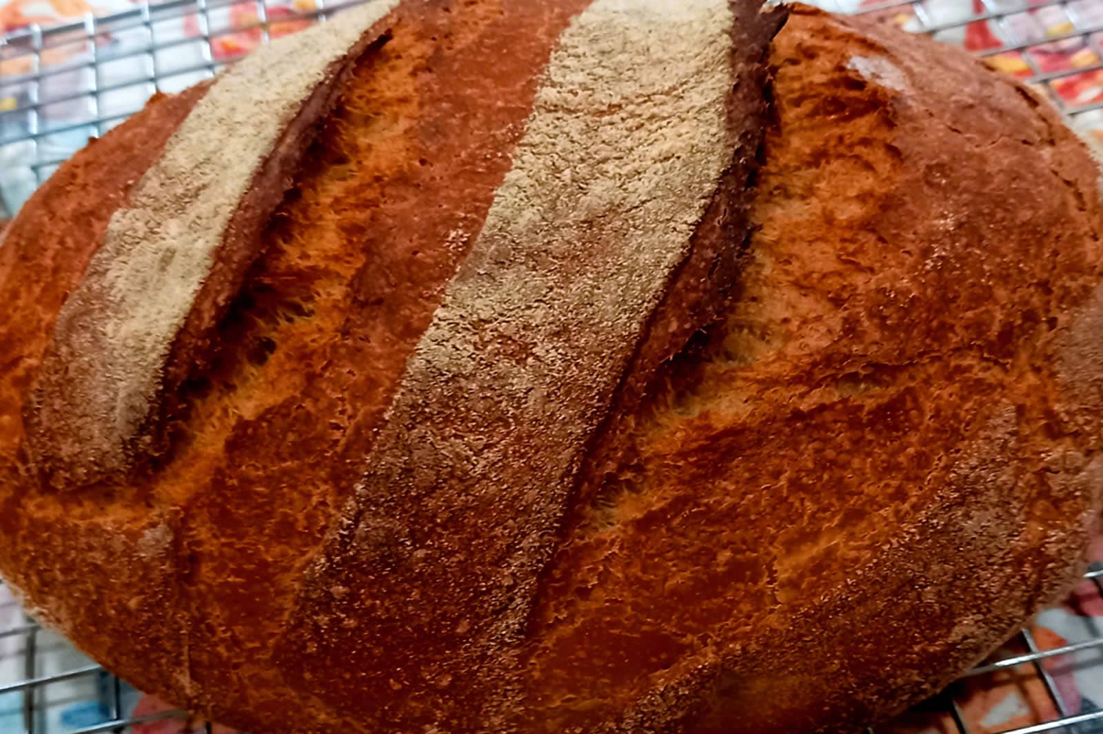 Whole_Wheat_Bread French White made from wheat flour in Cummin